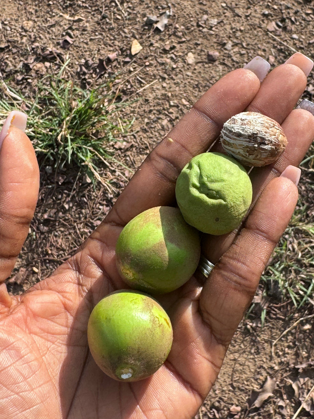Nilotica Shea Butter