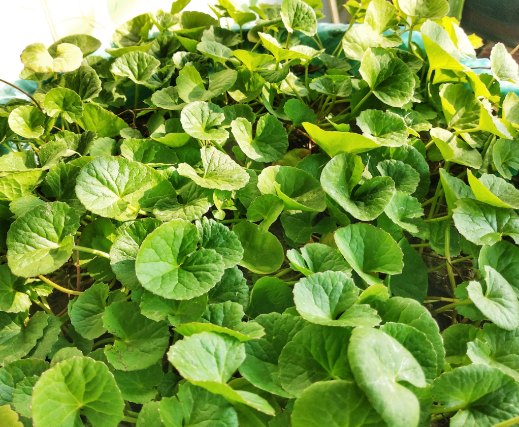 Centella Capsules